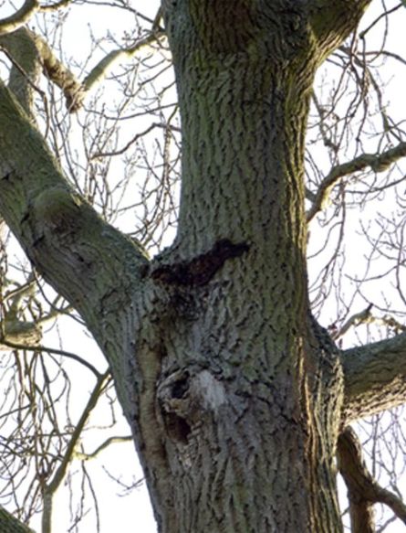 Remnants of an old bracket attachment in the crown of ash on a scaffold limb at Westley Heights, Essex
